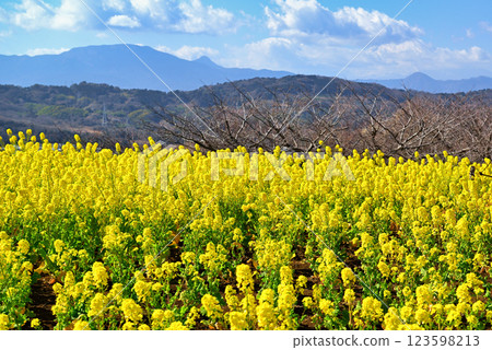 吾妻山頂盛開的黃油菜花 吾妻山頂盛開的黃油菜花 123598213
