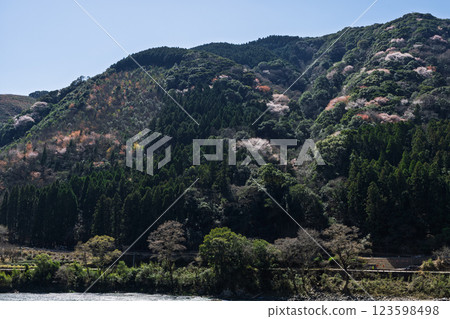 沐浴在溫暖春日陽光下的山櫻花（人吉、熊村） 123598498