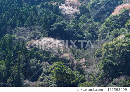 沐浴在溫暖春日陽光下的山櫻花（人吉、熊村） 123598499