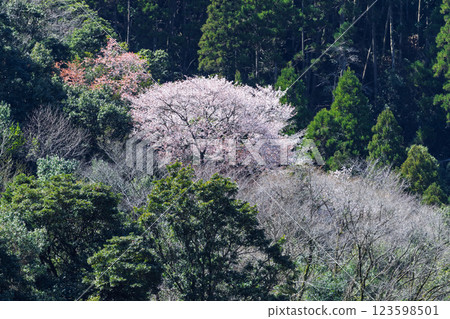 Mountain cherry blossoms bathed in the warm, spring sunshine (Hitoyoshi, Kumamura) Mountain cherry blossoms bathed in the warm, spring sunshine (Hitoyoshi, Kumamura) 123598501