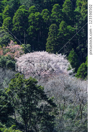 Mountain cherry blossoms bathed in the warm, spring sunshine (Hitoyoshi, Kumamura) 123598502