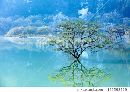 "Submerged forest at Lake Shirakawa" appears in a dam lake filled with melting snow (Iide Town, Yamagata Prefecture, early morning in late April) "Submerged forest at Lake Shirakawa" appears in a dam lake filled with melting snow (Iide Town, Yamagata Prefecture, early morning in late April) 123598519