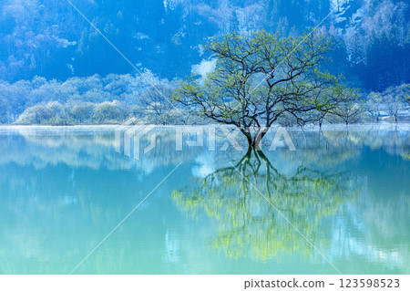 融雪形成的水壩湖中出現「白河湖中森林」（山形縣飯豐町，4月下旬清晨） 123598523