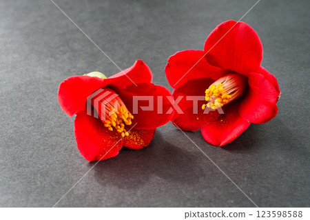 Red camellia flower with copy space 123598588