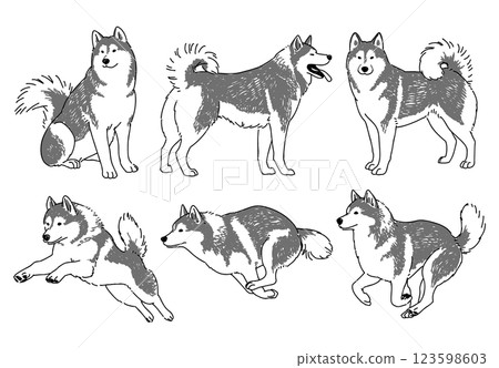 Hand-drawn illustration set of Siberian Husky in various poses 123598603