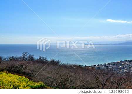 Scenery of Sagami Bay and rape blossom fields seen from the hill of Azumayama Park 123598623