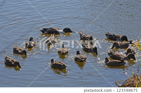 KAMO Group KAMO Group 123598675