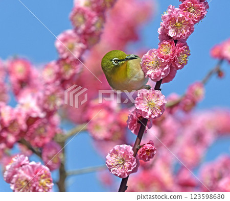 A white-eye on a red plum blossom in full bloom (spring image) (heartwarming image) 123598680