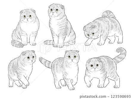 Hand-drawn illustration set of Scottish Fold in various poses 123598693