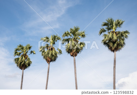 Sugar palm tree against blue sky. This tree is an economically important feather palm native to tropical Asia. 123598832
