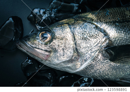 黑色背景中，一條神經緊張的鱸魚被放在冰上 123598891