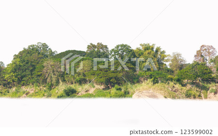 Group of tree isolated on white,tropical trees isolated used for design, advertising and architecture 123599002