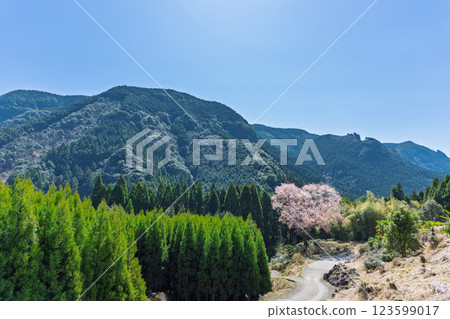 樹齡300年的舞床小櫻花在春天裡綻放出耀眼的光芒。 123599017