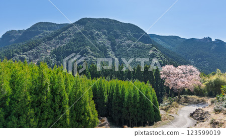The 300-year-old Maitoko Ozakura tree shines brightly in the spring weather. A lone mountain cherry tree blooming in a cedar forest (Hitoyoshi, Kuma) 123599019