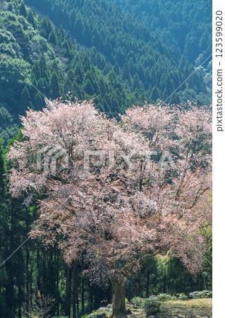 樹齡300年的舞床小櫻花在春天裡綻放出耀眼的光芒。 樹齡300年的舞床小櫻花在春天裡綻放出耀眼的光芒。 123599020