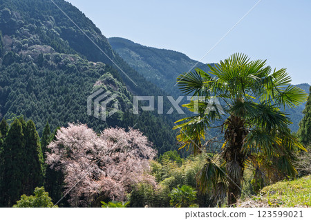 樹齡300年的舞床小櫻花在春天裡綻放出耀眼的光芒。 123599021