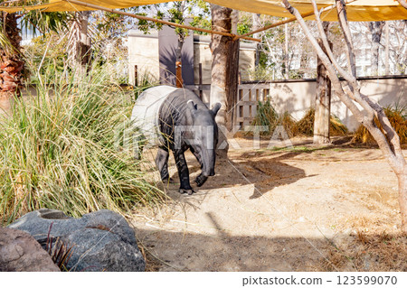 Malayan Tapir of Kobe Animal Kingdom 123599070