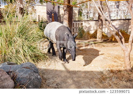 Malayan Tapir of Kobe Animal Kingdom 123599071