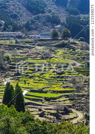 Spring scenery of lotus flowers and rape blossoms in the terraced rice fields "Matsutani Rice Terraces (100 Best Rice Terraces in Japan)" Hitoyoshi Kumamoto 123599075