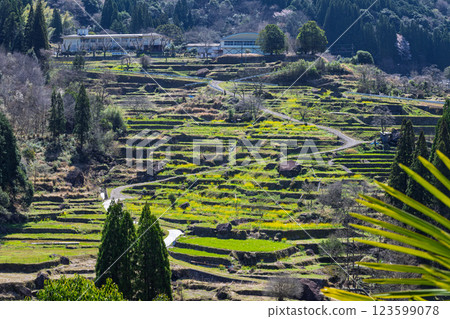 梯田裡的蓮花和油菜花的春天風景“松谷梯田（日本百佳梯田）” 熊本人吉 123599078