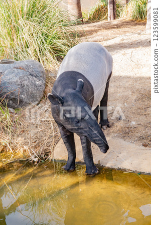 神戶動物王國的馬來貘 123599081