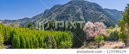 樹齡300年的舞床小櫻花在春天裡綻放出耀眼的光芒。 123599124