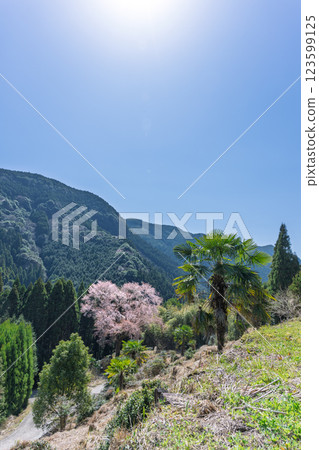 樹齡300年的舞床小櫻花在春天裡綻放出耀眼的光芒。 123599125