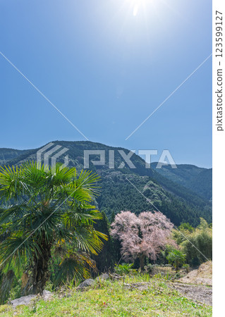 The 300-year-old Maitoko Ozakura tree shines brightly in the spring weather. A lone mountain cherry tree blooming in a cedar forest (Hitoyoshi, Kuma) 123599127