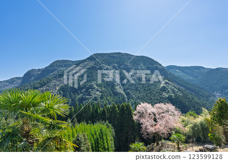 The 300-year-old Maitoko Ozakura tree shines brightly in the spring weather. A lone mountain cherry tree blooming in a cedar forest (Hitoyoshi, Kuma) 123599128