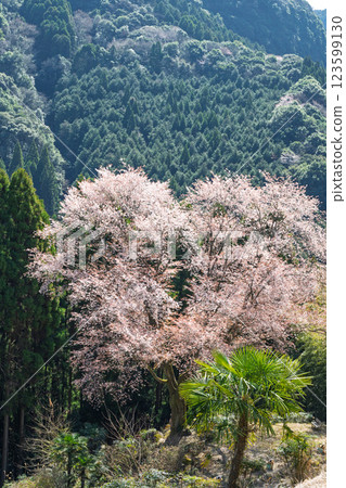 樹齡300年的舞床小櫻花在春天裡綻放出耀眼的光芒。 123599130