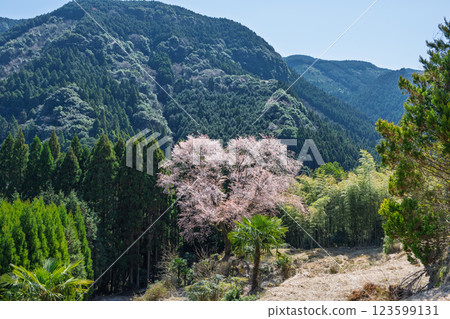樹齡300年的舞床小櫻花在春天裡綻放出耀眼的光芒。 123599131