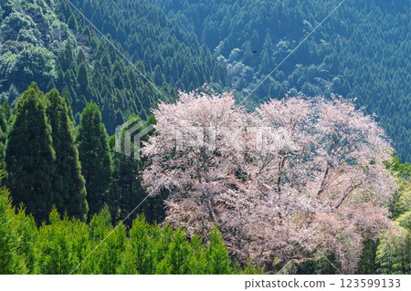 The 300-year-old Maitoko Ozakura tree shines brightly in the spring weather. A lone mountain cherry tree blooming in a cedar forest (Hitoyoshi, Kuma) The 300-year-old Maitoko Ozakura tree shines brightly in the spring weather. A lone mountain cherry tree blooming in a cedar forest (Hitoyoshi, Kuma) 123599133