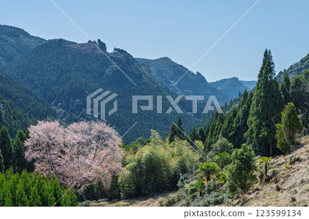 樹齡300年的舞床小櫻花在春天裡綻放出耀眼的光芒。 樹齡300年的舞床小櫻花在春天裡綻放出耀眼的光芒。 123599134