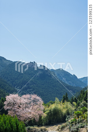 樹齡300年的舞床小櫻花在春天裡綻放出耀眼的光芒。 123599135