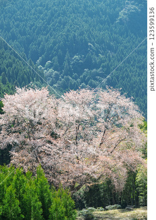 The 300-year-old Maitoko Ozakura tree shines brightly in the spring weather. A lone mountain cherry tree blooming in a cedar forest (Hitoyoshi, Kuma) The 300-year-old Maitoko Ozakura tree shines brightly in the spring weather. A lone mountain cherry tree blooming in a cedar forest (Hitoyoshi, Kuma) 123599136