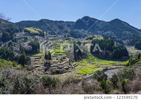 梯田裡的蓮花和油菜花的春天風景“松谷梯田(日本百佳梯田)” 熊本人吉 梯田裡的蓮花和油菜花的春天風景“松谷梯田(日本百佳梯田)” 熊本人吉 123599170