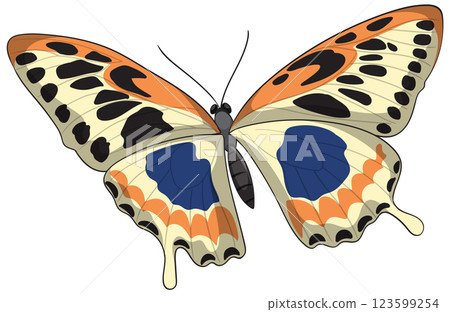 Colorful Butterfly with Intricate Patterns 123599254