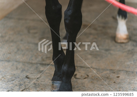 horse, horse back riding, horseback riding 123599685