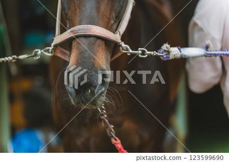 horse, horse back riding, male 123599690