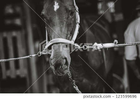 horse, animal, animals 123599696