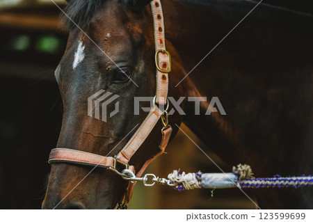 horse, animal, animals 123599699