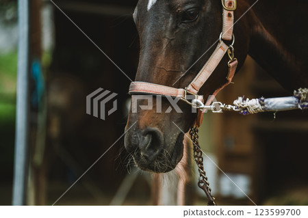 馬 馬兒 騎馬 123599700