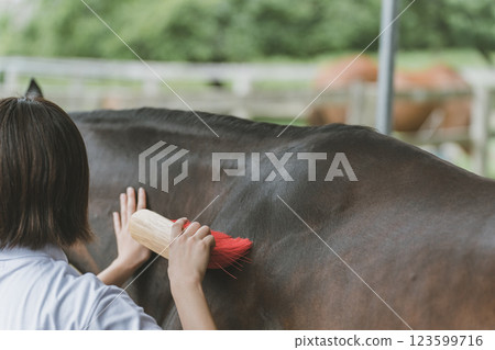 horse, female, females 123599716