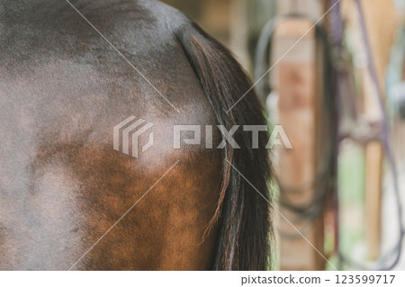 horse, horse back riding, animal 123599717