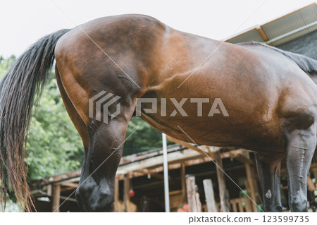 horse, horse back riding, thoroughbred 123599735