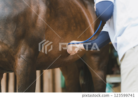 horse, veterinarian, veterinary 123599741