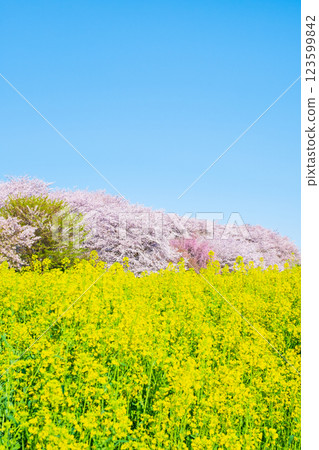 Gyodo神社 123599842