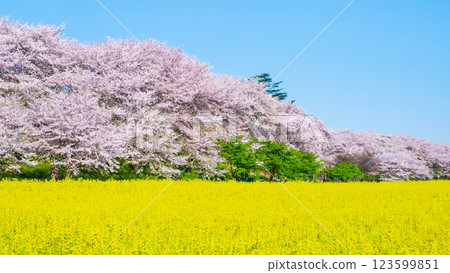 Gyodo神社 123599851