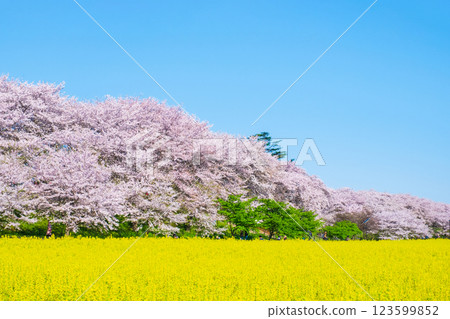 Gyodo神社 123599852