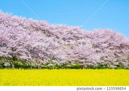 Gyodo神社 123599854